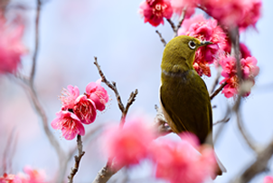 賛助会員の募集